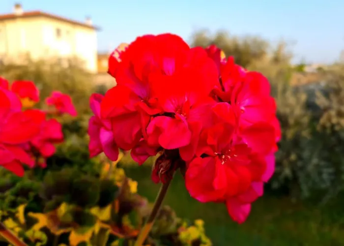 Francesca's Appartement *