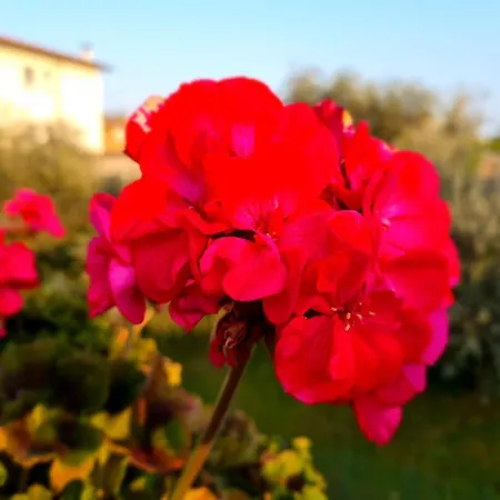 Francesca's Apartman *